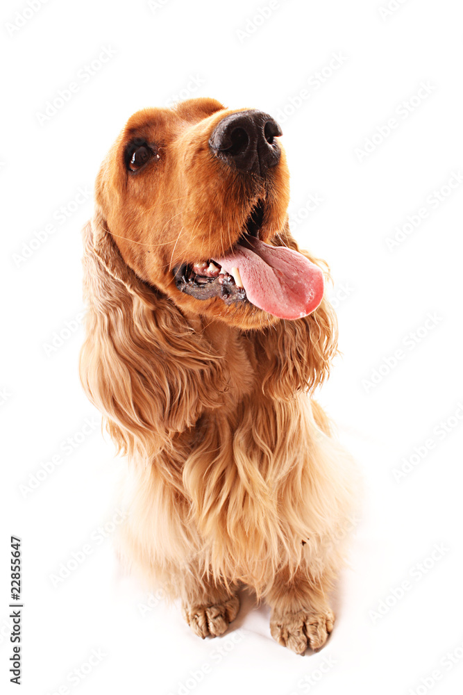 Young cocker spaniel closeup isolated on white