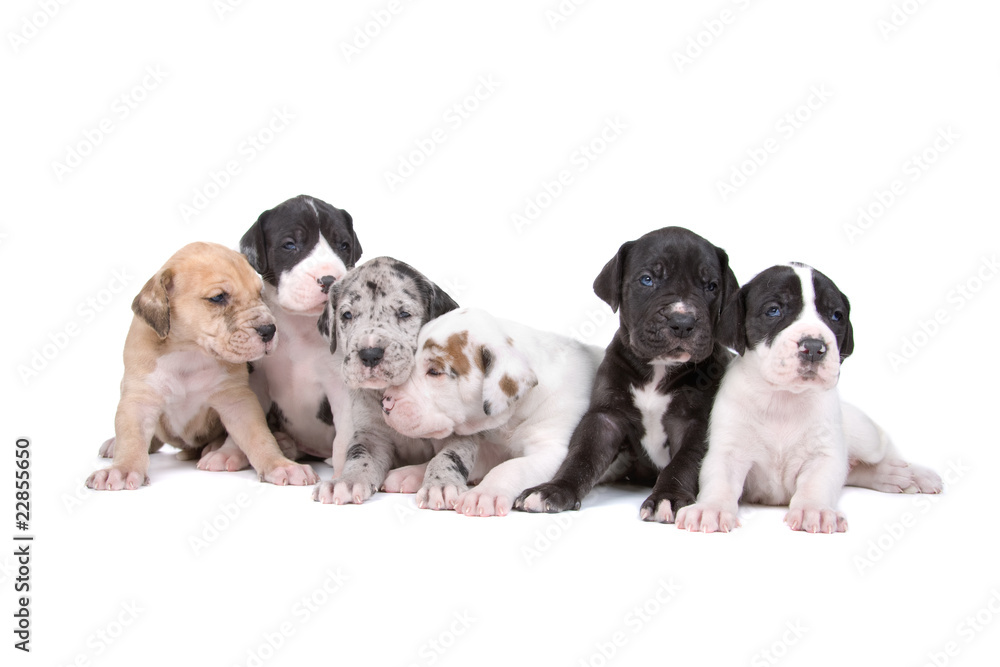 group of six great dane puppies isolated on white - obrazy, fototapety, plakaty 