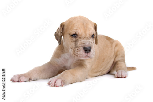 great dane puppy isolated on a white background