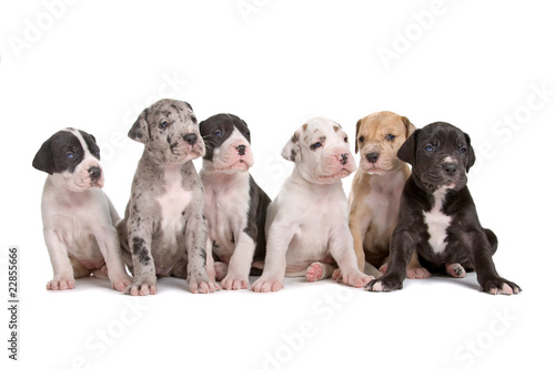 group of six great dane puppies isolated on white