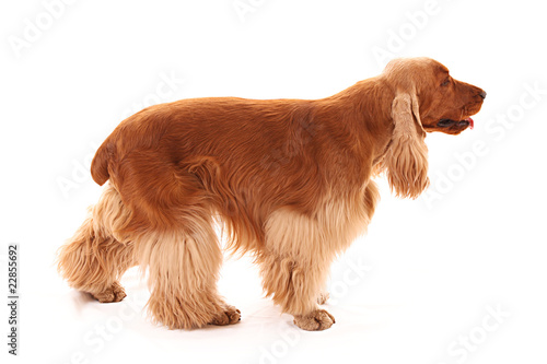 Obraz na płótnie Young cocker spaniel isolated on white. Side view