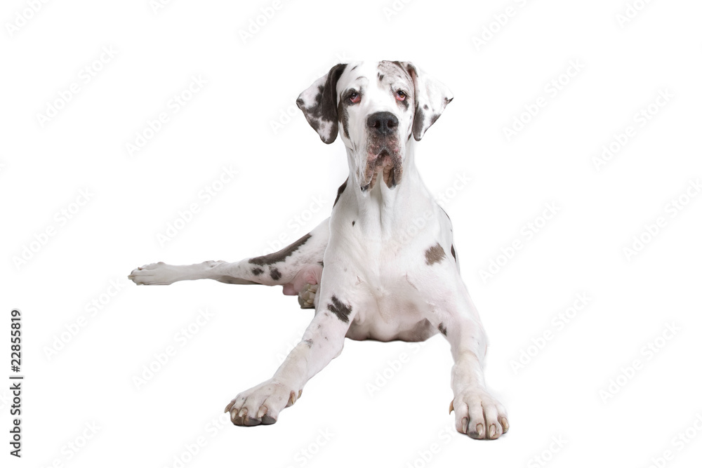 front view of a great dane dog lying on the floor - obrazy, fototapety, plakaty 