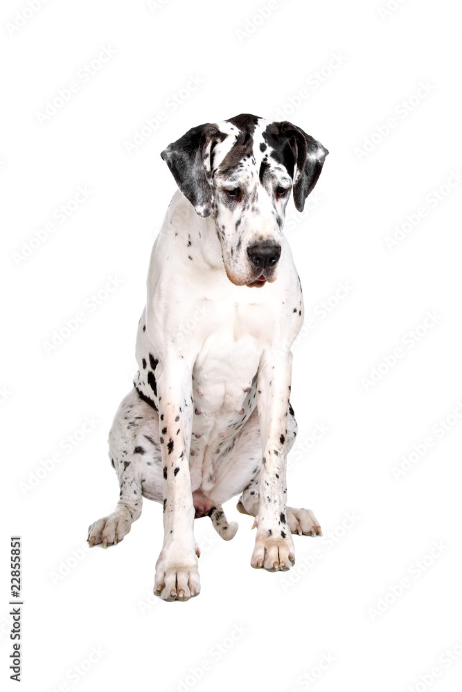 sitting great dane dog isolated on a white background