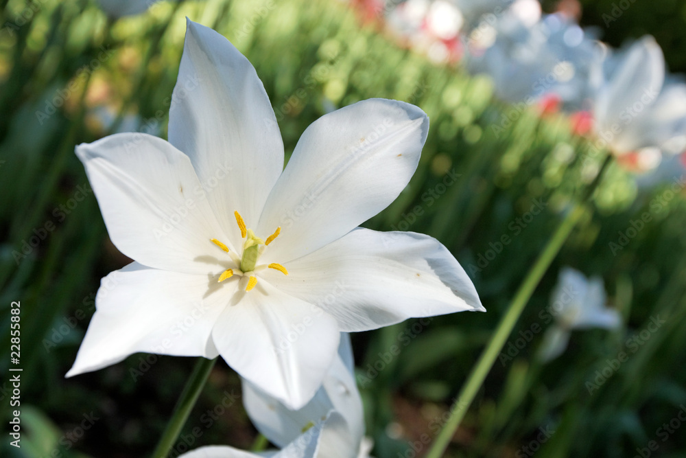 Fototapeta premium ottawa.