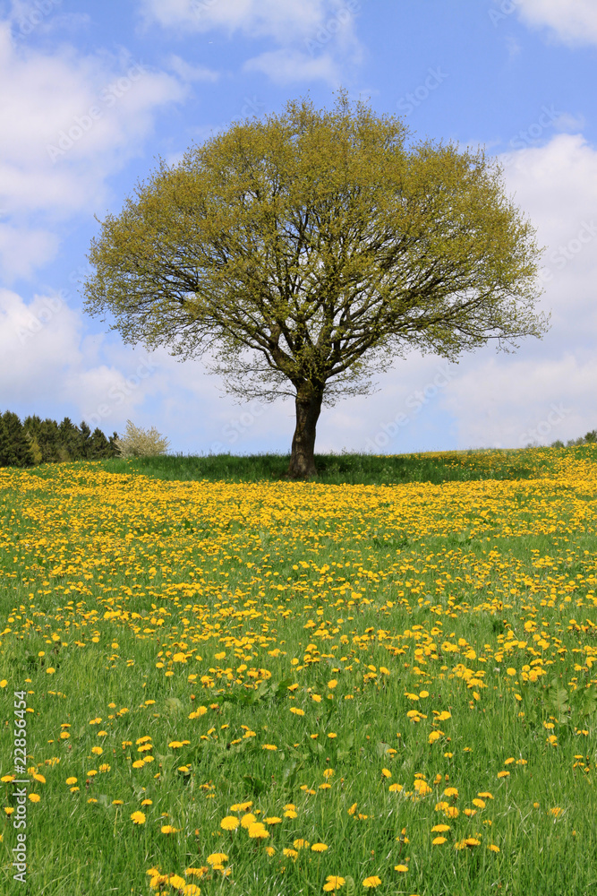 landschaft landschaft