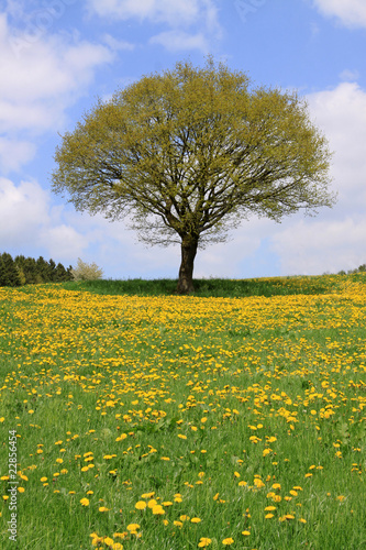 landschaft