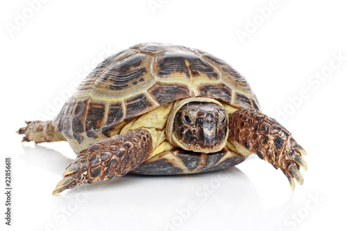 Tortoise in front of a white background