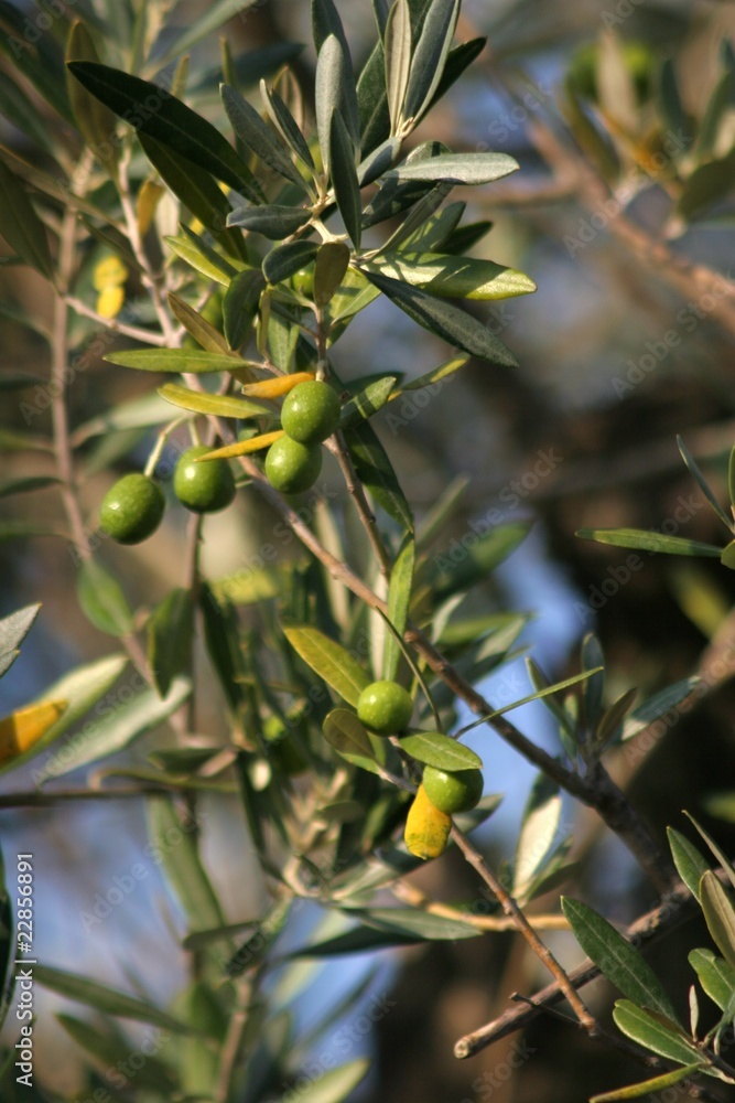 Fototapeta premium oliven