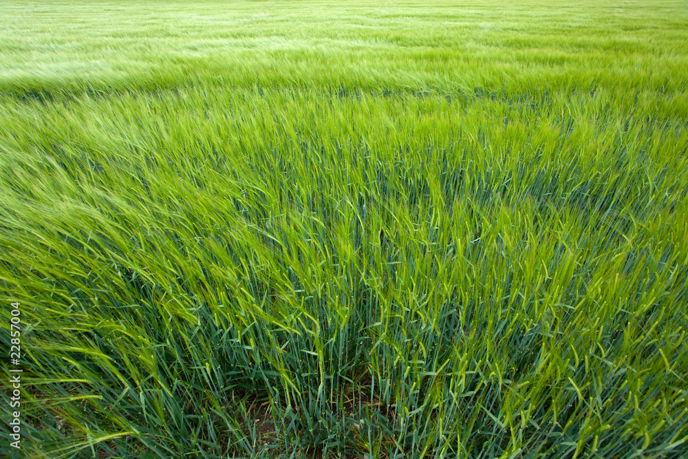 green wheat field green wheat field