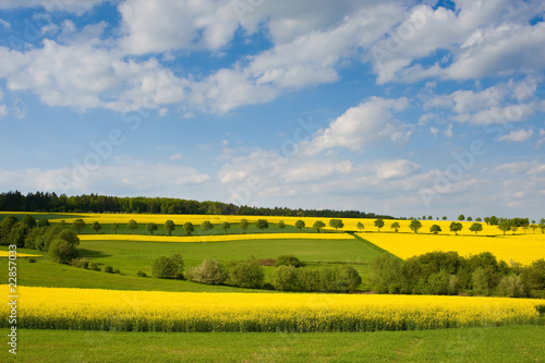 Rapsfelder und blauer Himmel