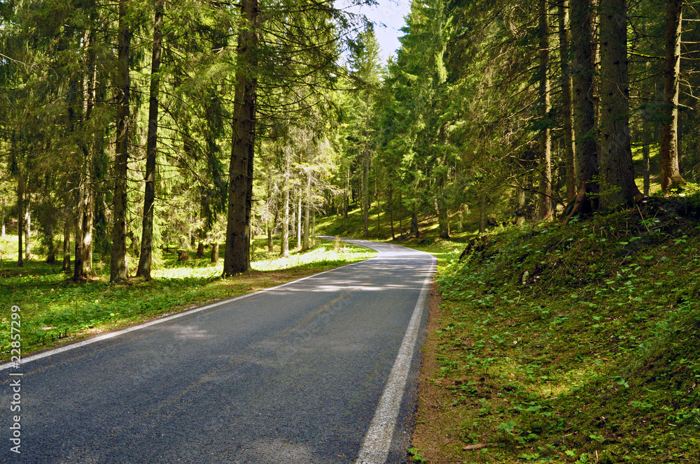 strada nel bosco - veneto italia strada nel bosco - veneto italia