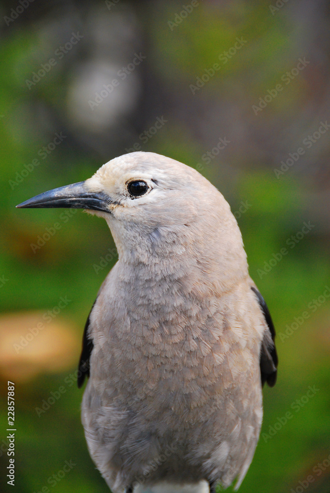 Fototapeta premium Bird in Banff National Park, Canada