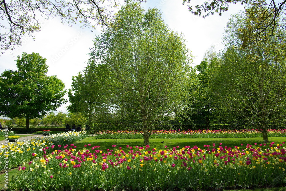 Fototapeta premium keukenhof
