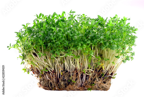 Cress. Isolated on white