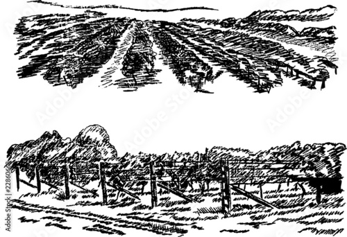 Vineyard landscape. Hand pencil sketch.
