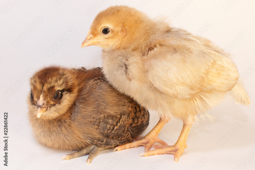 Chicks Chicks