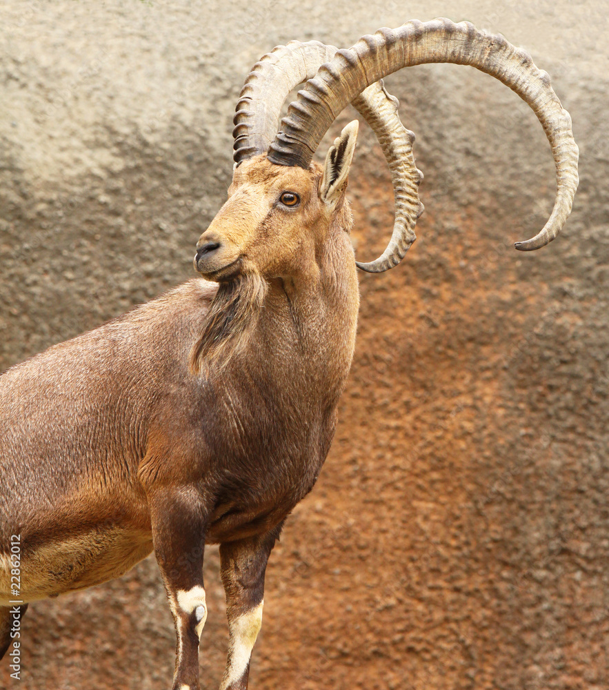 Portrait of Wild Goat Portrait of Wild Goat