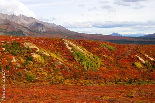 autumn in Denali National Park