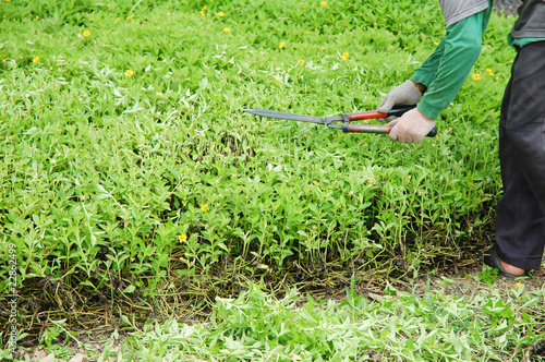 a man cutting grass at the garden