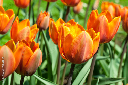 Orange tulip