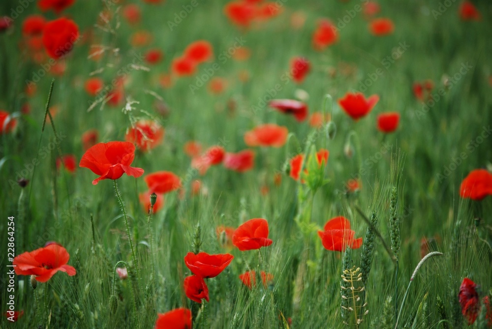 Fototapeta premium papaveri