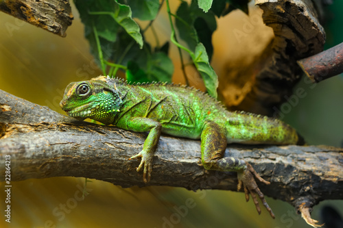 Wallpaper Mural Lizard on branch Torontodigital.ca