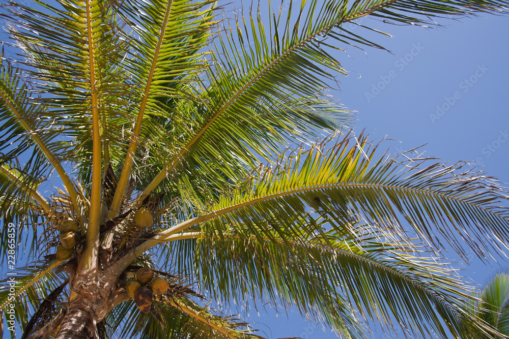 Fototapeta premium Palm tree