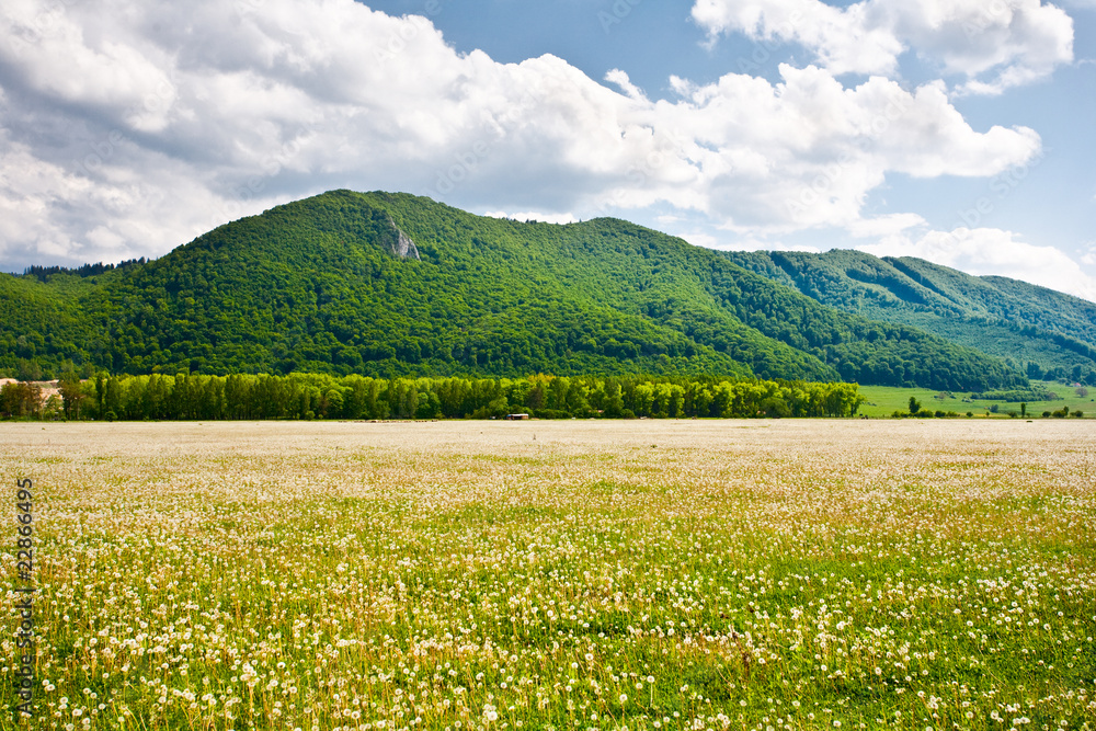 Fototapeta premium Landscape with dandelions field and mountains