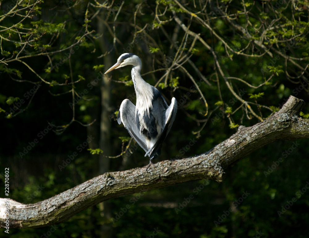Fototapeta premium Heron
