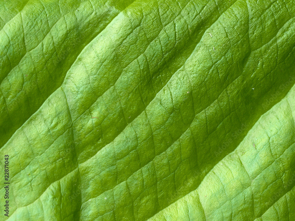 Skunk Cabbage Skunk Cabbage