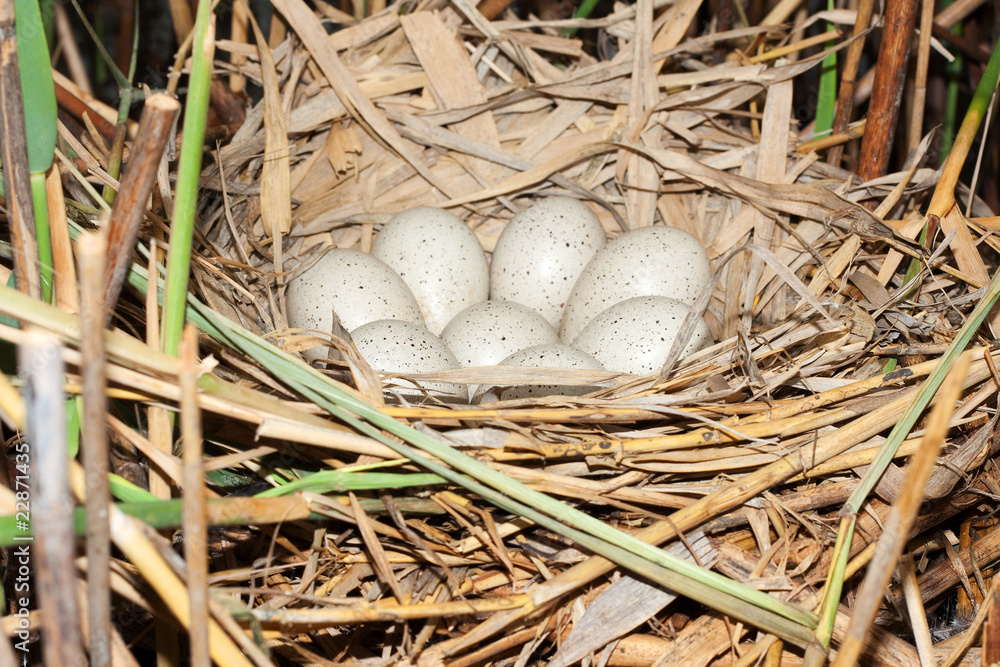 Coot ( Fulica atra ) nest with eggs Coot ( Fulica atra ) nest with eggs