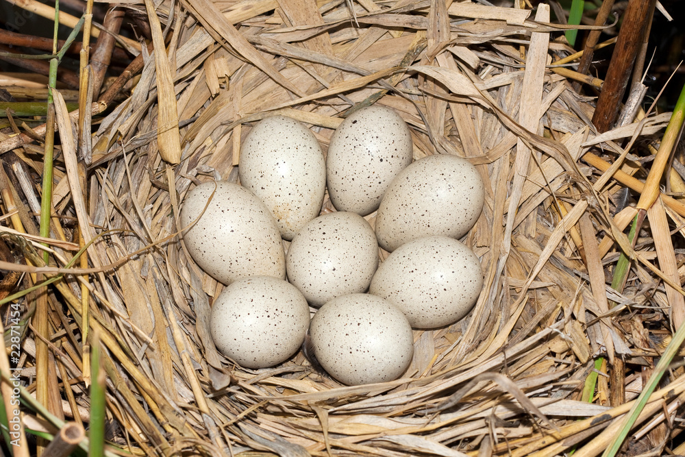 Coot ( Fulica atra ) nest with eggs Coot ( Fulica atra ) nest with eggs
