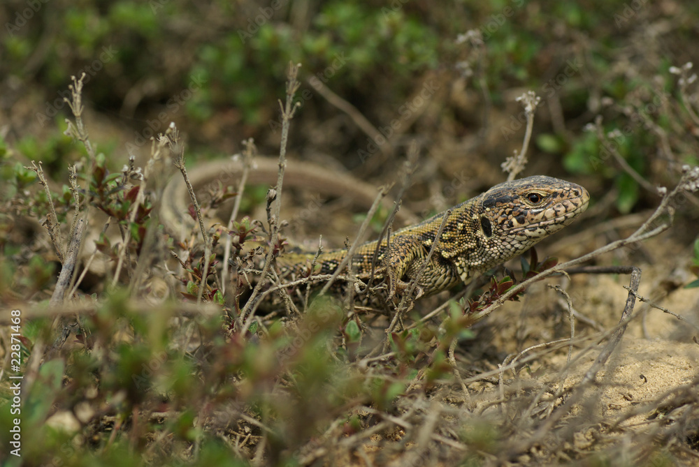lizard lizard