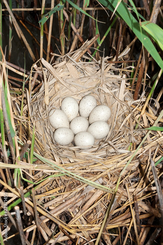 Coot ( Fulica atra ) nest with eggs