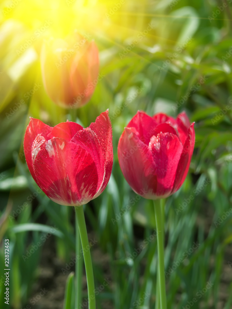 Fototapeta premium Flowers tulips red petals