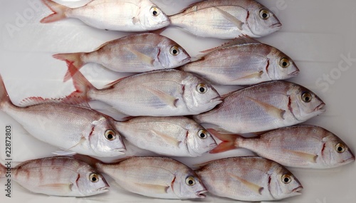 Картината върху платно common pandora fish pagellus erythrinus