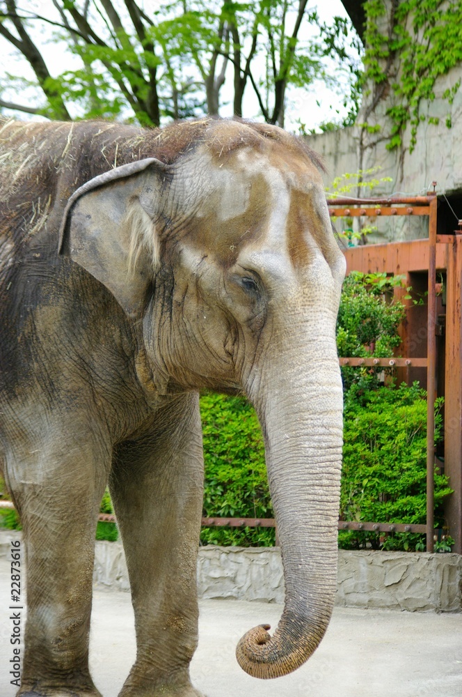 鼻の長い動物 Stock Photo Adobe Stock