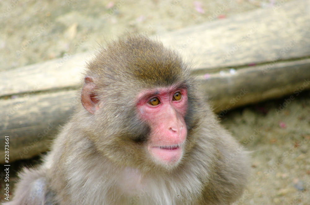 Naklejka premium monkey