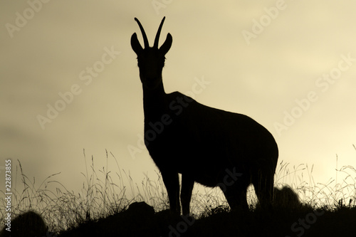 SILHOUETTE CHAMOIS photo