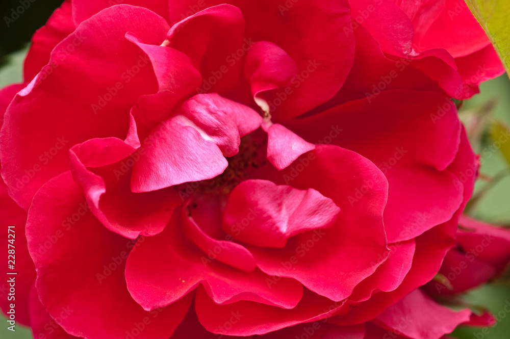 red rose red rose