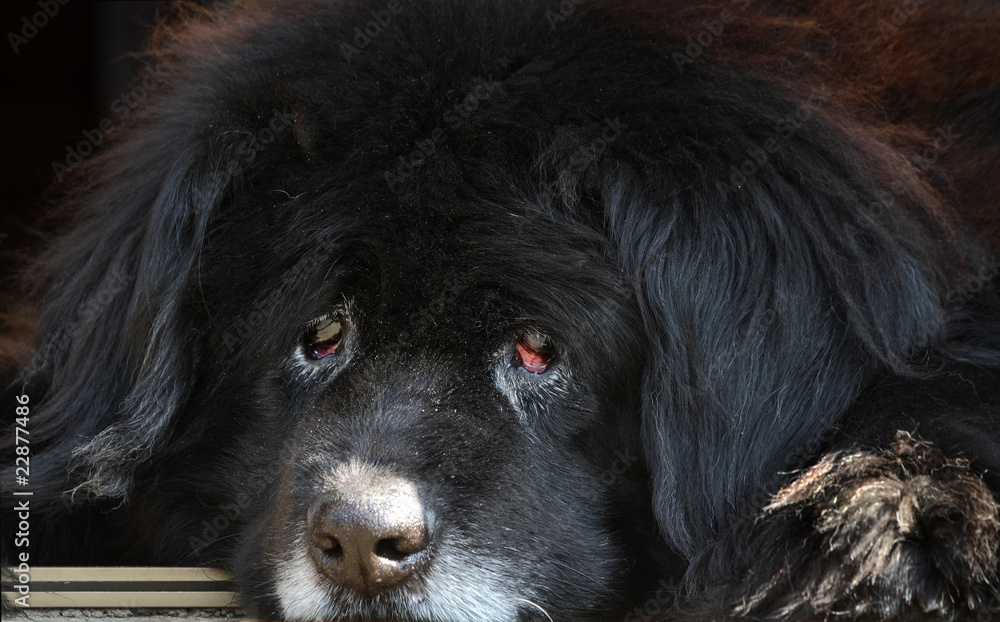 Fototapeta premium vieux terre-neuve