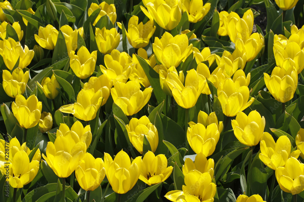Field of yellow tulips