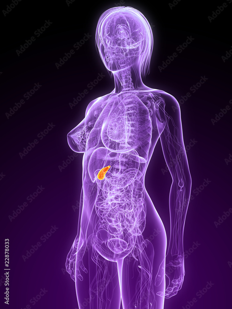 weibliche Anatomie mit markierter Gallenblase weibliche Anatomie mit markierter Gallenblase