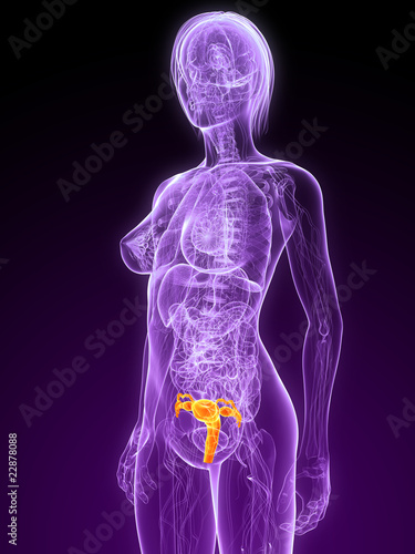 weibliche Anatomie mit markierter Gebärmutter