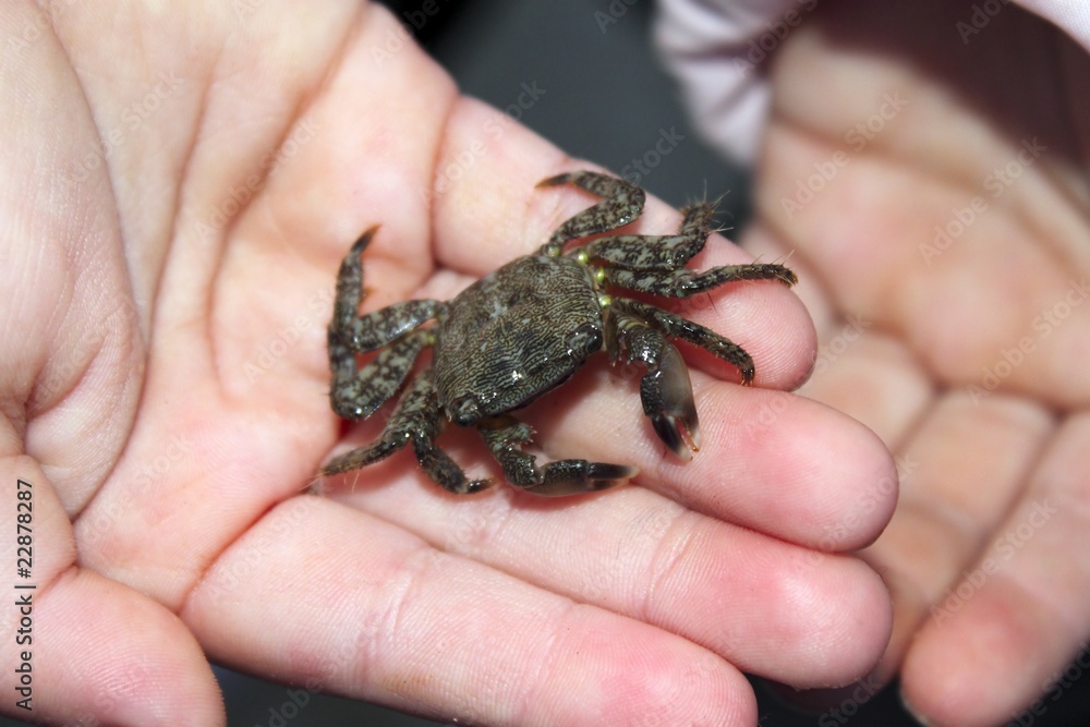 alive crab on children hands fearful of claws