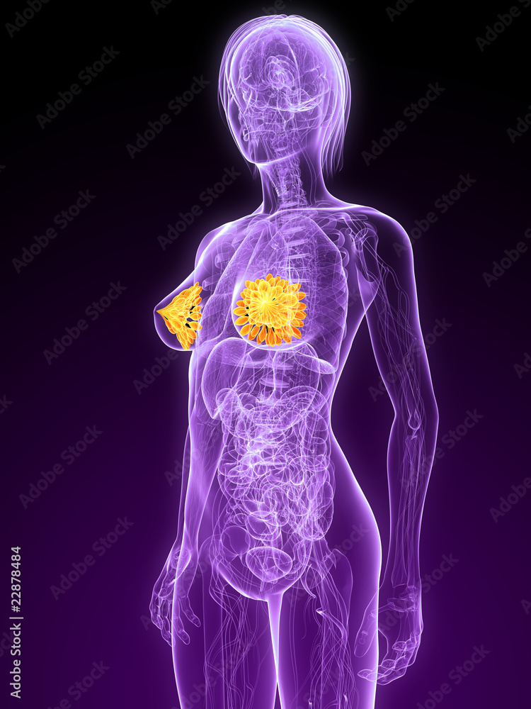 weibliche Anatomie mit markierten Brustdrüsen weibliche Anatomie mit markierten Brustdrüsen