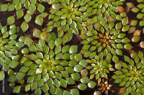 water-chestnut plant