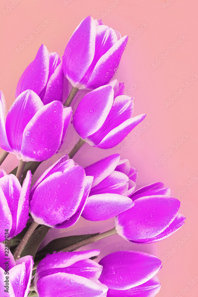 Fototapeta premium Bouquet of tulips and as a background for post card