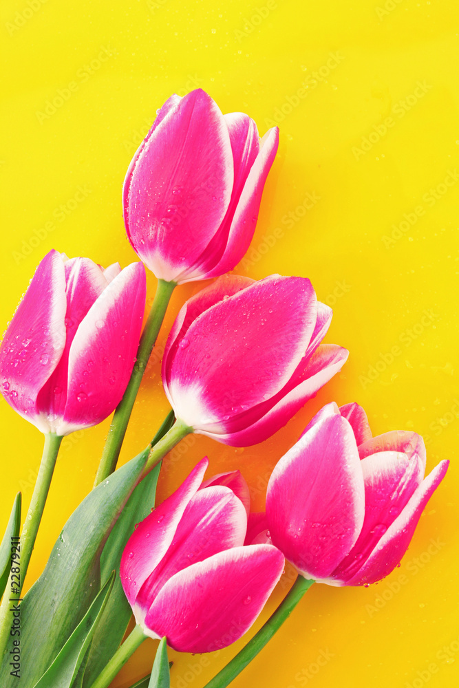 Naklejka premium Bouquet of tulips and as a background for post card