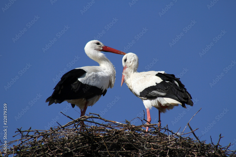 Storchenpaar im Nest Storchenpaar im Nest